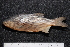 ( - BayFi 05679)  @11 [ ] CreativeCommons - Attribution Non-Commercial Share-Alike (2015) Unspecified SNSB, Zoologische Staatssammlung Muenchen