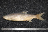  ( - BayFi 06422)  @14 [ ] CreativeCommons - Attribution Non-Commercial Share-Alike (2015) Unspecified SNSB, Zoologische Staatssammlung Muenchen