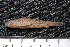 ( - BayFi 06608)  @12 [ ] CreativeCommons - Attribution Non-Commercial Share-Alike (2015) Unspecified SNSB, Zoologische Staatssammlung Muenchen