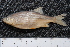  ( - BayFi 06803)  @11 [ ] CreativeCommons - Attribution Non-Commercial Share-Alike (2015) Unspecified SNSB, Zoologische Staatssammlung Muenchen