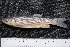  ( - BayFi 07021)  @14 [ ] CreativeCommons - Attribution Non-Commercial Share-Alike (2015) Unspecified SNSB, Zoologische Staatssammlung Muenchen