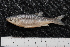  ( - BayFi 07154)  @14 [ ] CreativeCommons - Attribution Non-Commercial Share-Alike (2015) Unspecified SNSB, Zoologische Staatssammlung Muenchen