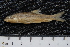  ( - BayFi 07477)  @13 [ ] CreativeCommons - Attribution Non-Commercial Share-Alike (2015) Unspecified SNSB, Zoologische Staatssammlung Muenchen