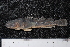  ( - ZSM BayFi 7526)  @13 [ ] CreativeCommons - Attribution Non-Commercial Share-Alike (2015) Unspecified SNSB, Zoologische Staatssammlung Muenchen