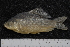  ( - ZSM BayFi 7546)  @11 [ ] CreativeCommons - Attribution Non-Commercial Share-Alike (2015) Unspecified SNSB, Zoologische Staatssammlung Muenchen