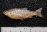  (Leuciscus idus - BayFi 07579)  @14 [ ] CreativeCommons - Attribution Non-Commercial Share-Alike (2015) Unspecified SNSB, Zoologische Staatssammlung Muenchen