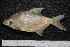  ( - BayFi 07644)  @11 [ ] CreativeCommons - Attribution Non-Commercial Share-Alike (2015) Unspecified SNSB, Zoologische Staatssammlung Muenchen