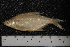  (Abramis brama - BayFi 07649)  @14 [ ] CreativeCommons - Attribution Non-Commercial Share-Alike (2015) Unspecified SNSB, Zoologische Staatssammlung Muenchen