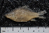  ( - ZSM BayFi 7678)  @11 [ ] CreativeCommons - Attribution Non-Commercial Share-Alike (2015) Unspecified SNSB, Zoologische Staatssammlung Muenchen