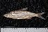  ( - ZSM BayFi 7923)  @13 [ ] CreativeCommons - Attribution Non-Commercial Share-Alike (2015) Unspecified SNSB, Zoologische Staatssammlung Muenchen