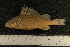  ( - BayFi 7993)  @13 [ ] CreativeCommons - Attribution Non-Commercial No Derivatives (2010) Bavarian State Collection of Zoology (ZSM) SNSB, Zoologische Staatssammlung Muenchen