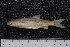  ( - BayFi 08252)  @13 [ ] CreativeCommons - Attribution Non-Commercial Share-Alike (2015) Unspecified SNSB, Zoologische Staatssammlung Muenchen