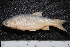  ( - BayFi 08266)  @14 [ ] CreativeCommons - Attribution Non-Commercial Share-Alike (2015) Unspecified SNSB, Zoologische Staatssammlung Muenchen