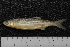  ( - ZSM BayFi 8449)  @13 [ ] CreativeCommons - Attribution Non-Commercial Share-Alike (2015) Unspecified SNSB, Zoologische Staatssammlung Muenchen