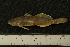  ( - BayFi 8702)  @13 [ ] CreativeCommons - Attribution Non-Commercial No Derivatives (2010) Bavarian State Collection of Zoology (ZSM) SNSB, Zoologische Staatssammlung Muenchen