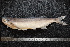  (Pelecus - BayFi 08827)  @14 [ ] CreativeCommons - Attribution Non-Commercial Share-Alike (2015) Unspecified SNSB, Zoologische Staatssammlung Muenchen