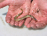  ( - ZSM BayFi 8988)  @11 [ ] CreativeCommons - Attribution Non-Commercial Share-Alike (2015) Unspecified SNSB, Zoologische Staatssammlung Muenchen