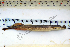  ( - ZSM BayFi 8989)  @13 [ ] CreativeCommons - Attribution Non-Commercial Share-Alike (2015) Unspecified SNSB, Zoologische Staatssammlung Muenchen