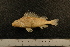  (Gymnocephalus ambriaelacus - MFG 084)  @13 [ ] CreativeCommons - Attribution Non-Commercial No Derivatives (2010) Bavarian State Collection of Zoology (ZSM) SNSB, Zoologische Staatssammlung Muenchen