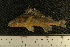  ( - MFG 100)  @13 [ ] CreativeCommons - Attribution Non-Commercial No Derivatives (2010) Bavarian State Collection of Zoology (ZSM) SNSB, Zoologische Staatssammlung Muenchen