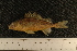  (Gymnocephalus cernua - MG-102)  @14 [ ] CreativeCommons - Attribution Non-Commercial No Derivatives (2010) Bavarian State Collection of Zoology (ZSM) SNSB, Zoologische Staatssammlung Muenchen