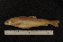 ( - ZSM BayFi 8577)  @13 [ ] CreativeCommons - Attribution Non-Commercial No Derivatives (2010) Bavarian State Collection of Zoology (ZSM) SNSB, Zoologische Staatssammlung Muenchen