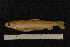  ( - ZSM BayFi 8578)  @12 [ ] CreativeCommons - Attribution Non-Commercial No Derivatives (2010) Bavarian State Collection of Zoology (ZSM) SNSB, Zoologische Staatssammlung Muenchen