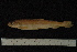  ( - BayFi 08579)  @12 [ ] CreativeCommons - Attribution Non-Commercial No Derivatives (2010) Bavarian State Collection of Zoology (ZSM) SNSB, Zoologische Staatssammlung Muenchen