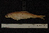  ( - ZSM BayFi 8580)  @12 [ ] CreativeCommons - Attribution Non-Commercial No Derivatives (2010) Bavarian State Collection of Zoology (ZSM) SNSB, Zoologische Staatssammlung Muenchen