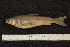  (Salvelinus sp. Walch - ZSM BayFi 8607)  @13 [ ] CreativeCommons - Attribution Non-Commercial No Derivatives (2010) Bavarian State Collection of Zoology (ZSM) SNSB, Zoologische Staatssammlung Muenchen