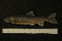  ( - ZSM BayFi 8647)  @12 [ ] CreativeCommons - Attribution Non-Commercial No Derivatives (2010) Bavarian State Collection of Zoology (ZSM) SNSB, Zoologische Staatssammlung Muenchen