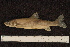  ( - ZSM BayFi 8681)  @11 [ ] CreativeCommons - Attribution Non-Commercial No Derivatives (2010) Bavarian State Collection of Zoology (ZSM) SNSB, Zoologische Staatssammlung Muenchen