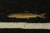  ( - ZSM BayFi 8850)  @12 [ ] CreativeCommons - Attribution Non-Commercial No Derivatives (2010) Bavarian State Collection of Zoology (ZSM) SNSB, Zoologische Staatssammlung Muenchen
