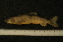  ( - ZSM BayFi 8892)  @12 [ ] CreativeCommons - Attribution Non-Commercial No Derivatives (2010) Bavarian State Collection of Zoology (ZSM) SNSB, Zoologische Staatssammlung Muenchen