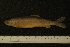  ( - ZSM BayFi 8894)  @12 [ ] CreativeCommons - Attribution Non-Commercial No Derivatives (2010) Bavarian State Collection of Zoology (ZSM) SNSB, Zoologische Staatssammlung Muenchen