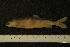  (Salvelinus sp. Gruen - ZSM BayFi 8896)  @12 [ ] CreativeCommons - Attribution Non-Commercial No Derivatives (2010) Bavarian State Collection of Zoology (ZSM) SNSB, Zoologische Staatssammlung Muenchen