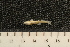  (Salvelinus sp. Boden - ZSM BayFi 8920)  @13 [ ] CreativeCommons - Attribution Non-Commercial No Derivatives (2010) Bavarian State Collection of Zoology (ZSM) SNSB, Zoologische Staatssammlung Muenchen