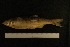  (Alburnus mento - BayFi 09046)  @13 [ ] CreativeCommons - Attribution Non-Commercial No Derivatives (2010) Bavarian State Collection of Zoology (ZSM) SNSB, Zoologische Staatssammlung Muenchen
