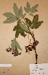  ( - H-KYM007526)  @11 [ ] Unspecified (default): All Rights Reserved  Unspecified Unspecified