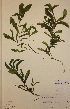  (Potamogeton gramineus x lucens - H052708)  @11 [ ] Unspecified (default): All Rights Reserved  Unspecified Unspecified