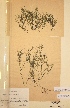  (Najas tenuissima - H097033)  @11 [ ] Unspecified (default): All Rights Reserved  Unspecified Unspecified