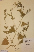  (Atriplex calotheca - H113210)  @11 [ ] Unspecified (default): All Rights Reserved  Unspecified Unspecified