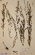  (Atriplex litoralis - H132274)  @11 [ ] Unspecified (default): All Rights Reserved  Unspecified Unspecified