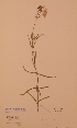  (Linaria incarnata - H154785)  @11 [ ] Unspecified (default): All Rights Reserved  Unspecified Unspecified