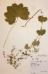  (Alchemilla leiophylla - H1712799)  @11 [ ] Unspecified (default): All Rights Reserved  Unspecified Unspecified