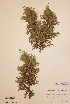  (Juniperus communis subsp. nana - H180946)  @11 [ ] Unspecified (default): All Rights Reserved  Unspecified Unspecified