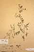  (Vicia articulata - H204846)  @11 [ ] Unspecified (default): All Rights Reserved  Unspecified Unspecified