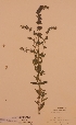  (Hyssopus officinalis - H222726)  @11 [ ] Unspecified (default): All Rights Reserved  Unspecified Unspecified