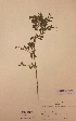  (Vicia pannonica ssp striata - H268416)  @11 [ ] Unspecified (default): All Rights Reserved  Unspecified Unspecified