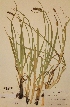  (Carex vulcani - H268613)  @11 [ ] Unspecified (default): All Rights Reserved  Unspecified Unspecified